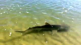 Hammerhead Shark in very shallow water New Smyrna Beach  Bonnethead [upl. by Adia]