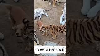 O BETINHA PEGADOR DE ONÇA [upl. by Booth213]