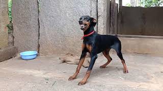 Doberman barking soundAggressive DobermanDoberman American pinscher [upl. by Tai516]