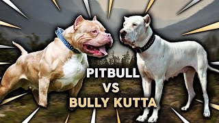 Pitbull vs Bully Kutta [upl. by Osmo]