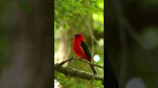 Enchanting Scarlet Tanager Bird Call Natures Melody birds birdwatching wildlife [upl. by Memory]