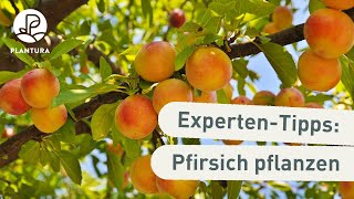 Pfirsichbaum pflanzen So klappt’s Anleitung [upl. by Schmitz652]