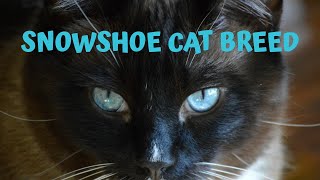 Snowshoe cat breed [upl. by Aronoh]