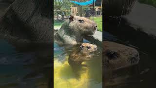 Học và Hỏi  Lí do Capybara sẽ không bao giờ bị tuyệt chủng xuhuong khampha capybara dongvat [upl. by Leyla844]