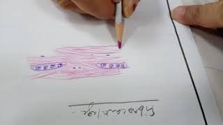 Learn to draw fibro cartilage histology diagram [upl. by Slaby501]