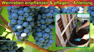 Weinrebe im Kübel auf Balkon pflanzen amp pflegen  Standort Gießen DüngenSubstrat Überwintern [upl. by Zosema]