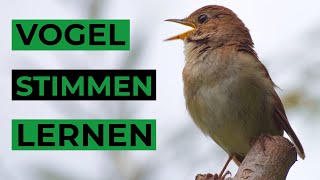 5 einfache Tipps zum Vogelstimmen lernen [upl. by Airrehs]