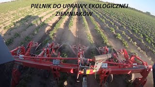 🔴👉🚜🥔ekologiczna uprawa ziemniaków pielnik podlewaniespiętrzanie wodyzapraszam [upl. by Spanjian]