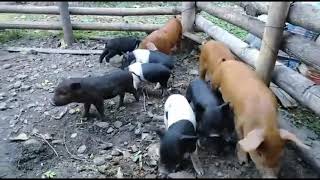 Piglets  Duroc  Saddleback cross  River Land Farm  Dudhia  Siliguri [upl. by Nahta]