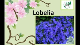 Lobelia  Vivero Marra [upl. by Dnalhsa657]