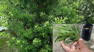 How To Propagate Podocarpus Macrophyllus YewBuddhist Pine Using Softwood Stem Cutting [upl. by Annahsar563]