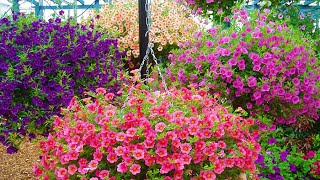 How to Plant Million Bells Hanging Basket Guide [upl. by Aoht992]