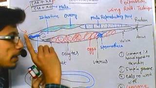 C elegans reproduction [upl. by Chong15]