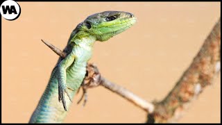 Heres What Happens When Anyone Meets a Loggerhead Shrike [upl. by Ahsak]