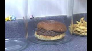 The Decomposition Of McDonalds Burgers And Fries [upl. by Acinorev]