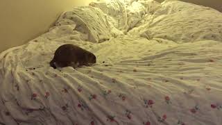 Prairie dog popcorn make the bed [upl. by Hanny]