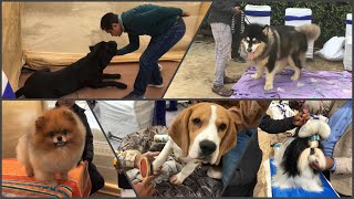 New Delhi Dog Show 3rd Feb 2019 [upl. by Irvine]