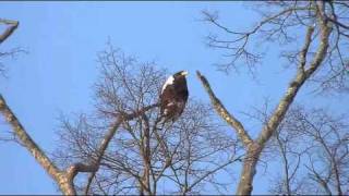 オオワシ 鳴く A Stellers sea eagle cries [upl. by Yared]