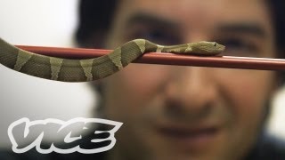 Comment Response Getting High Injecting Snake Venom [upl. by Grace]