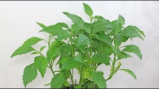 Ocimum carnosum  selloi  Basilikum  Basil quotGreen Pepperquot [upl. by Frymire]