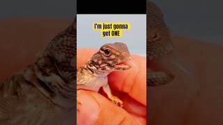 UROMASTYX BABIES Uromastyx flavifasciata orange banded reptiles uromastyx [upl. by Zaller]