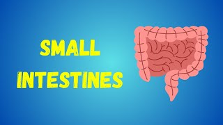 Small Intestines and Large Intestines  Their Complete Features  Mesenteries  Neurovascular Supply [upl. by Eigger]