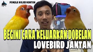 CARA CEPAT MENGELUARKAN DOBELAN LOVEBIRD JANTAN [upl. by Anairo]