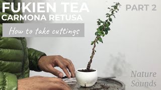 Fukien Tea Carmona Retusa How To Take Cuttings and Plant Them Part 2 Jan2022 [upl. by Ecirtahs]