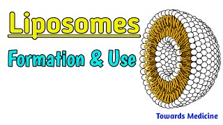 Liposomes  How liposomes are formed Use of Liposomes  Types of liposomes [upl. by Mell]