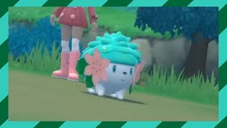 LIVE Shiny Shaymin in BDSP after 1515 Encounters Full Odds [upl. by Plafker]