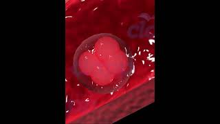 fertilization amp Implantation in Human 3D animation video [upl. by Nehpets]