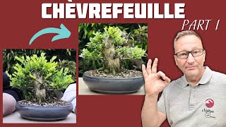 CHÈVREFEUILLE SHOHÏN  EXEMPLE DE PROJET  Épisode I  🌱 NEJIKAN BONSAI 🌱 [upl. by Blancha]