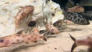 Pink Dwarf Lake Syno Synodontis lucipinnis [upl. by Nauqal]