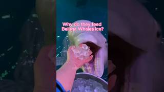 Why Do They Feed Beluga Whales Ice shorts [upl. by Sarilda634]