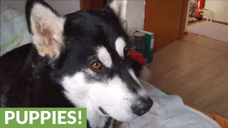 Alaskan Malamute joins owner in howling contest [upl. by Kaliope]