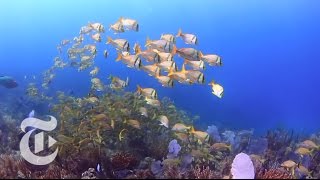 Cubas Coral Garden Jardines de la Reina  The New York Times [upl. by Jehoash]