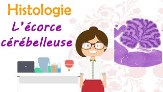 Histologie  l’écorce cérébelleuse  histologie du cervelet  cours de 2 ème année médecine [upl. by Ahsiena246]