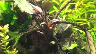 Bucephalandra Dark Skeleton King [upl. by Maxi]