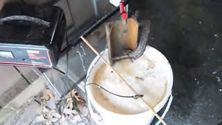 Cast Iron Pan Cleaning by Electrolysis [upl. by Mufi]