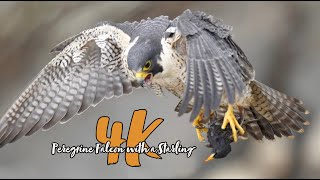 Falcon Flying in with a Starling in her Talons [upl. by Hebbe]