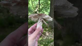 forest mushroom nature amanita amanitarubescens edible wildfood blusher foraginguk [upl. by Buatti]