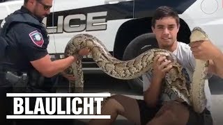 Polizist überwältigt 380 Meter lange Python Schlange auf der Straße [upl. by Euqcaj]