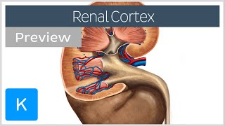 Renal cortex structure and function preview  Human Anatomy  Kenhub [upl. by Aivalf]