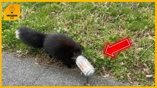 Rescuers Save Skunk With Can Stuck On Head — Then Realize Shes Not Alone [upl. by Akihc]