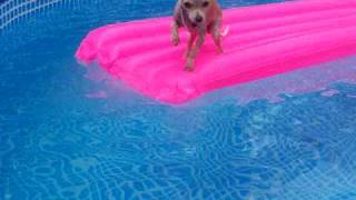 Swimming Chihuahua [upl. by Marga]