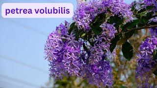 Ultimate Guide to Stunning Petrea Volubilis Care Tips Pruning Techniques amp More  malicreations726 [upl. by Drawde273]