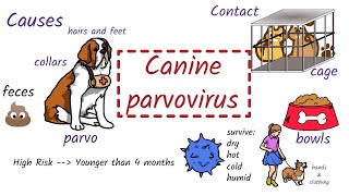 Parvovirus in Dogs Causes Symptoms Diagnosis Treatment [upl. by Lanza]