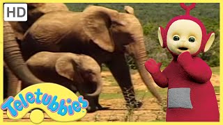 Teletubbies Full Episode  Baby Elephant  305 [upl. by Zeta]