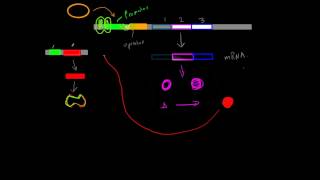 Positive InducibleRepressible Operons [upl. by Jefferey]