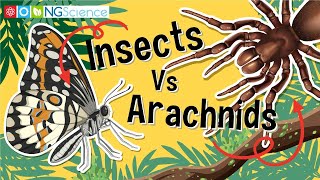 Insects Vs Arachnids [upl. by Saber548]